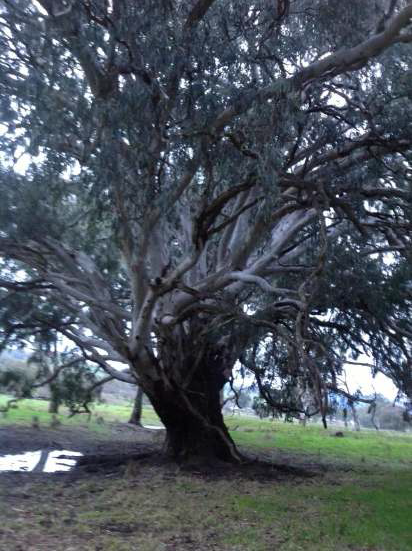 Our Weeping Red Gum