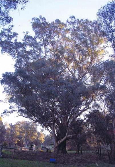 The Swing Tree