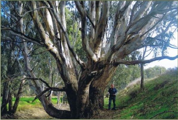 The Rail Trail Tree