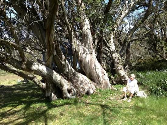 The Ancient Snow Gum