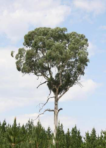 The Lonely Tree 