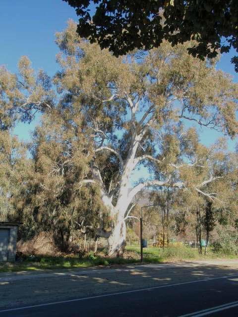 The Lagoon Hotel Tree