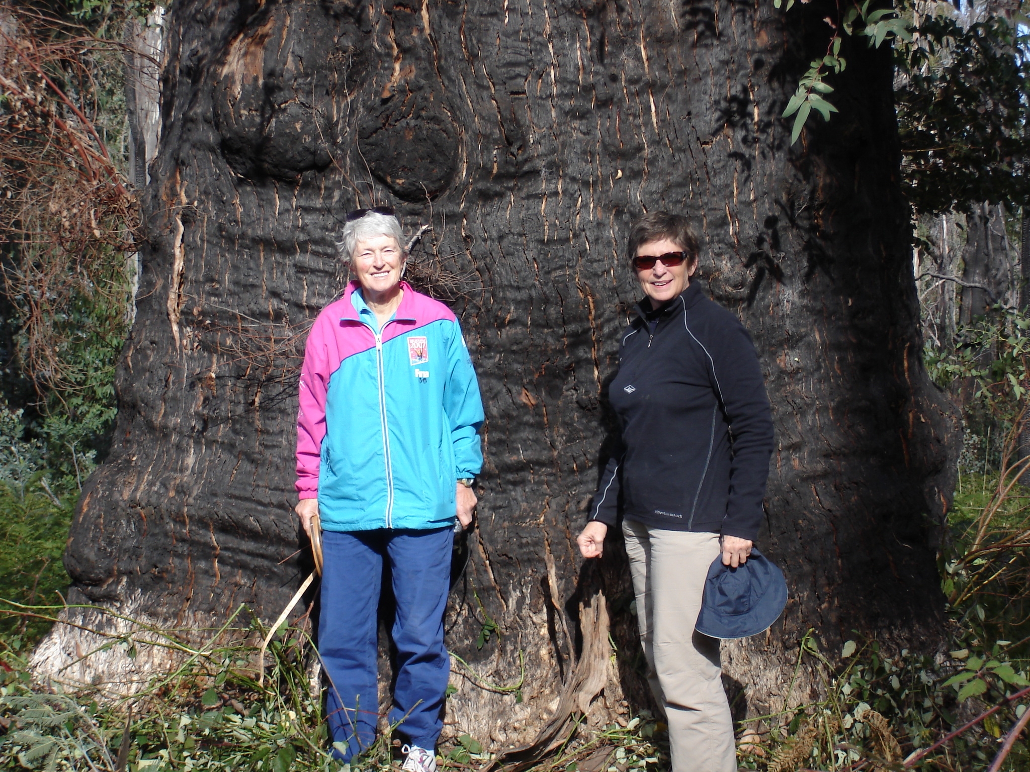 Jumbo Tree - Tawonga