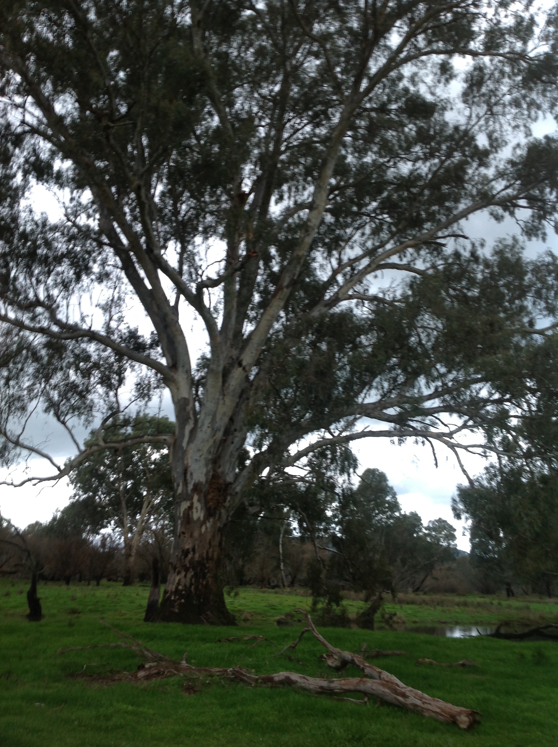 Kiewa River Flats