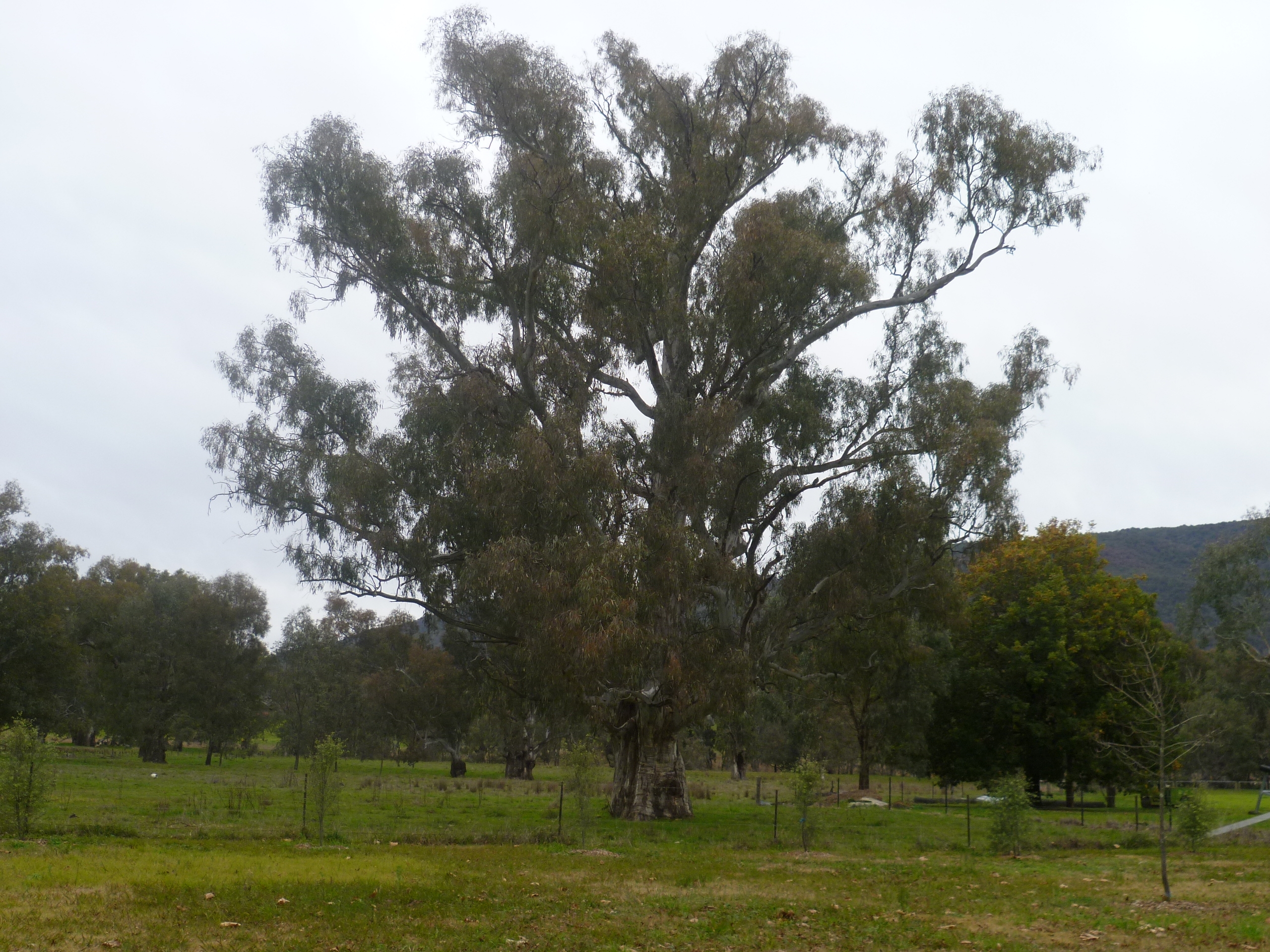 Memorial Park - Kiewa