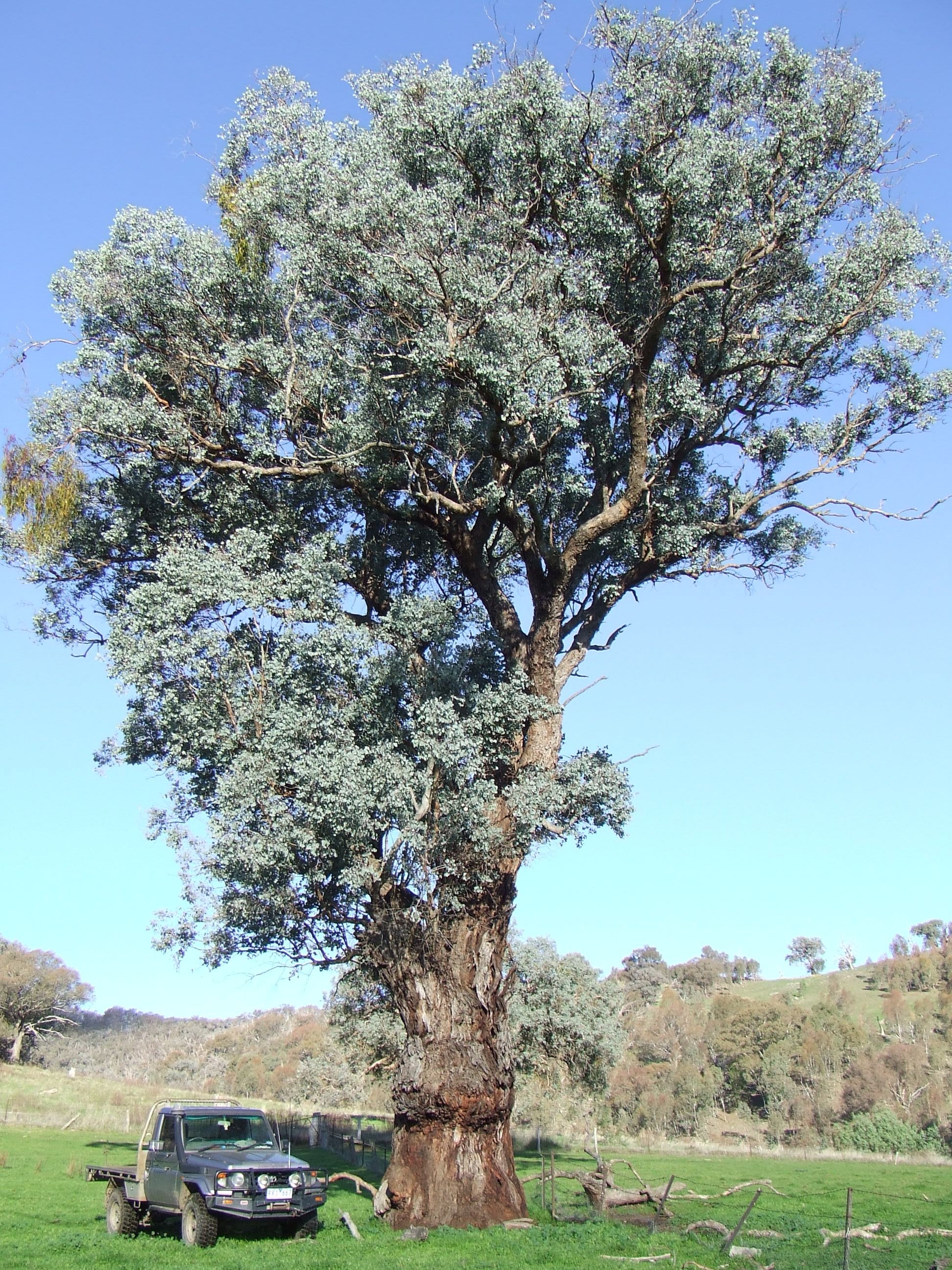 Osborne's Flat - Yackandandah