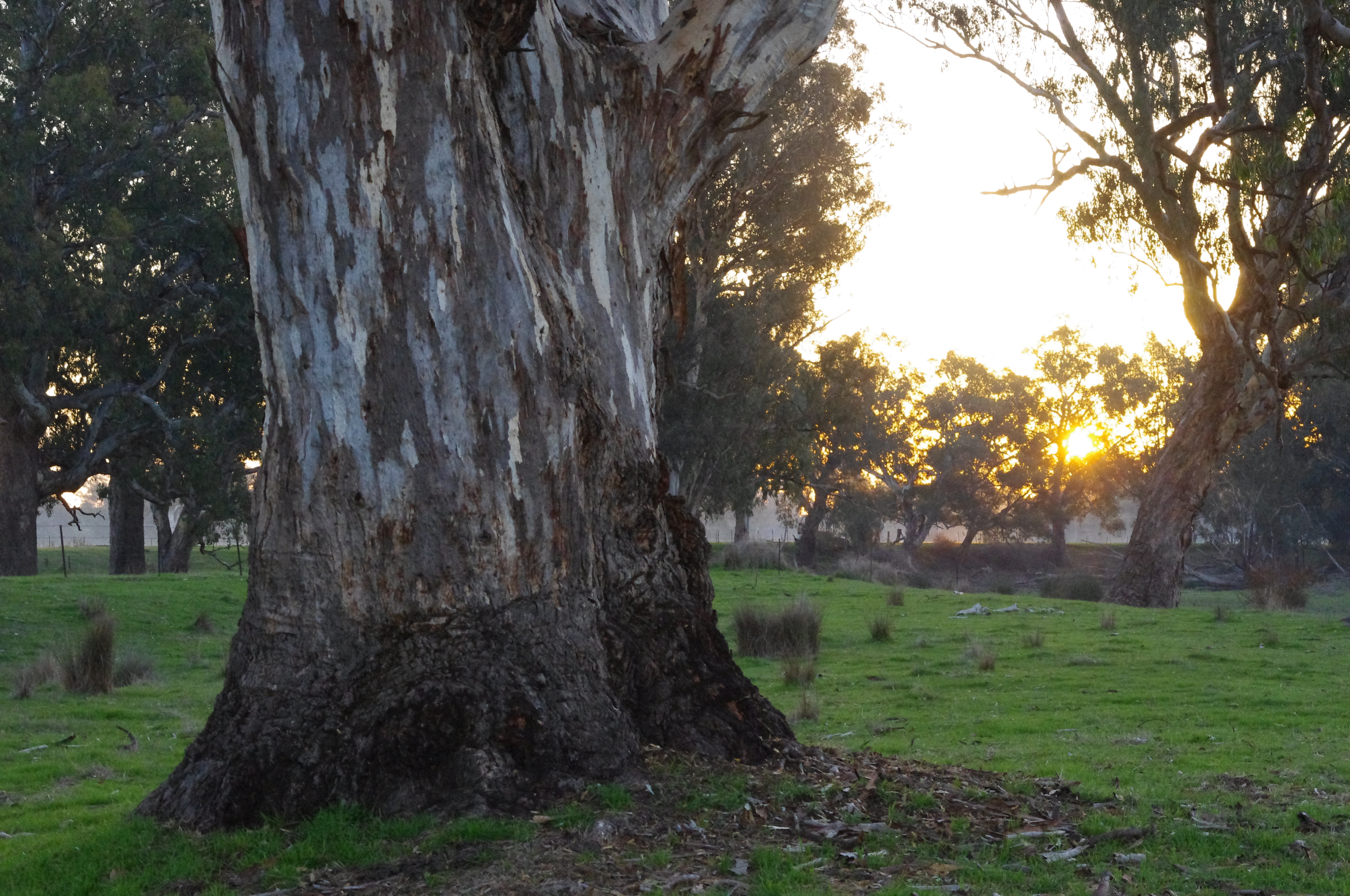 River Red Gum - Bonegilla river flats 