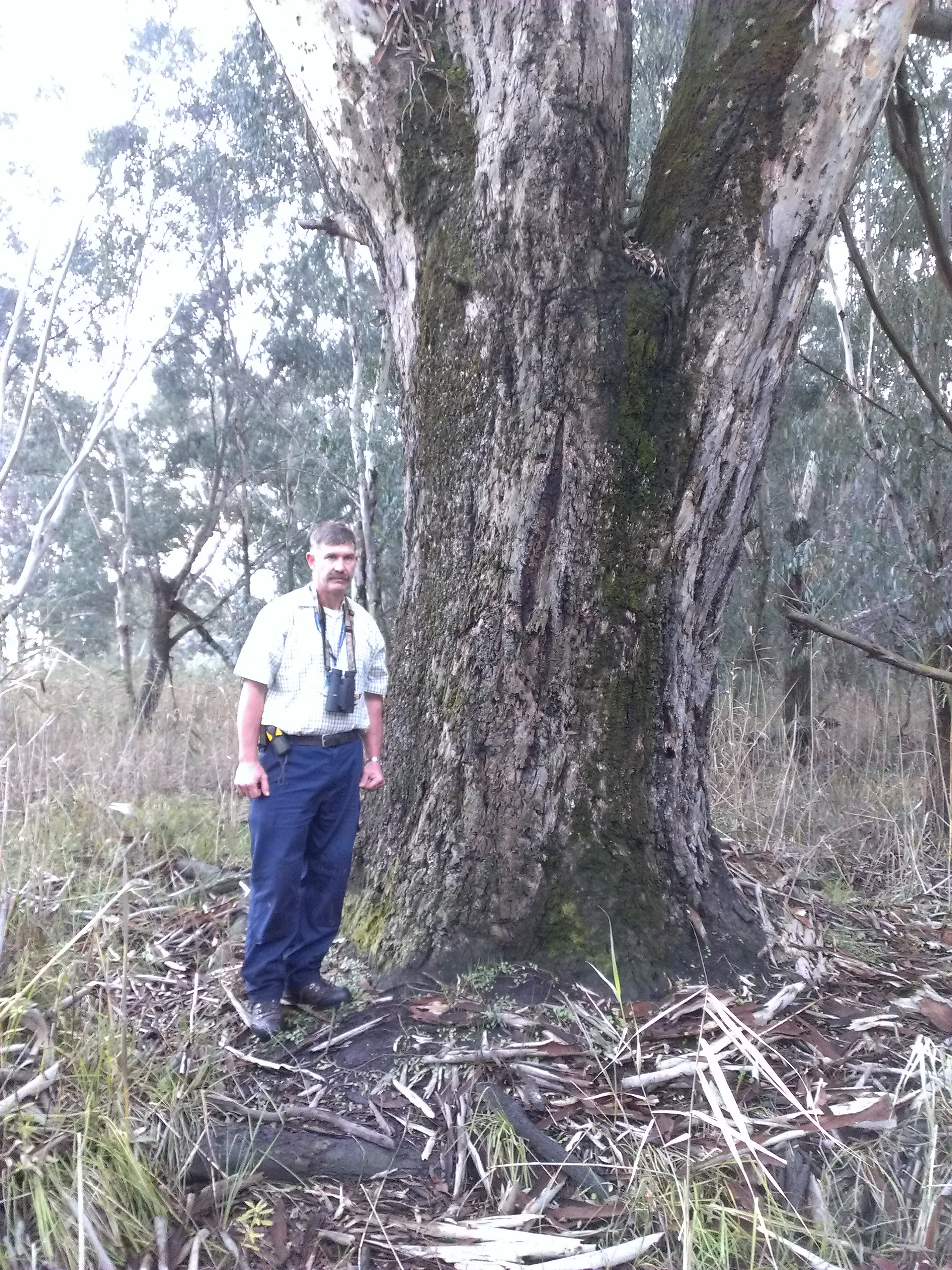 River Red Gum - Killara