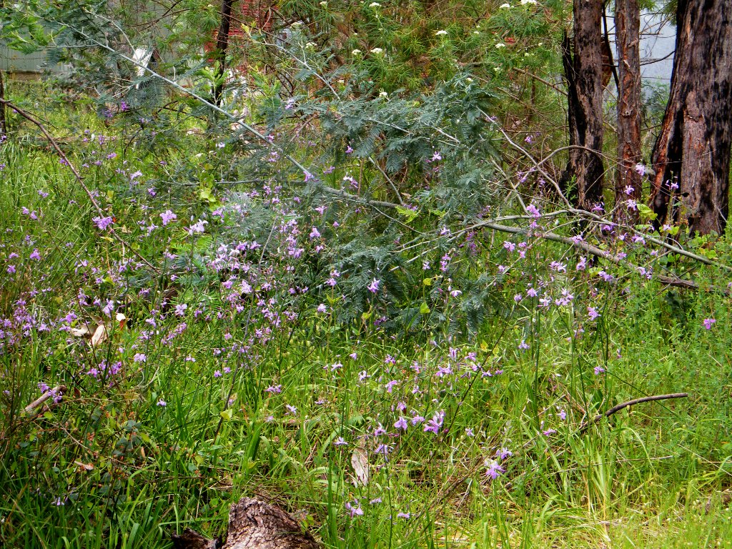 Site 1 Jamison Drive Gully