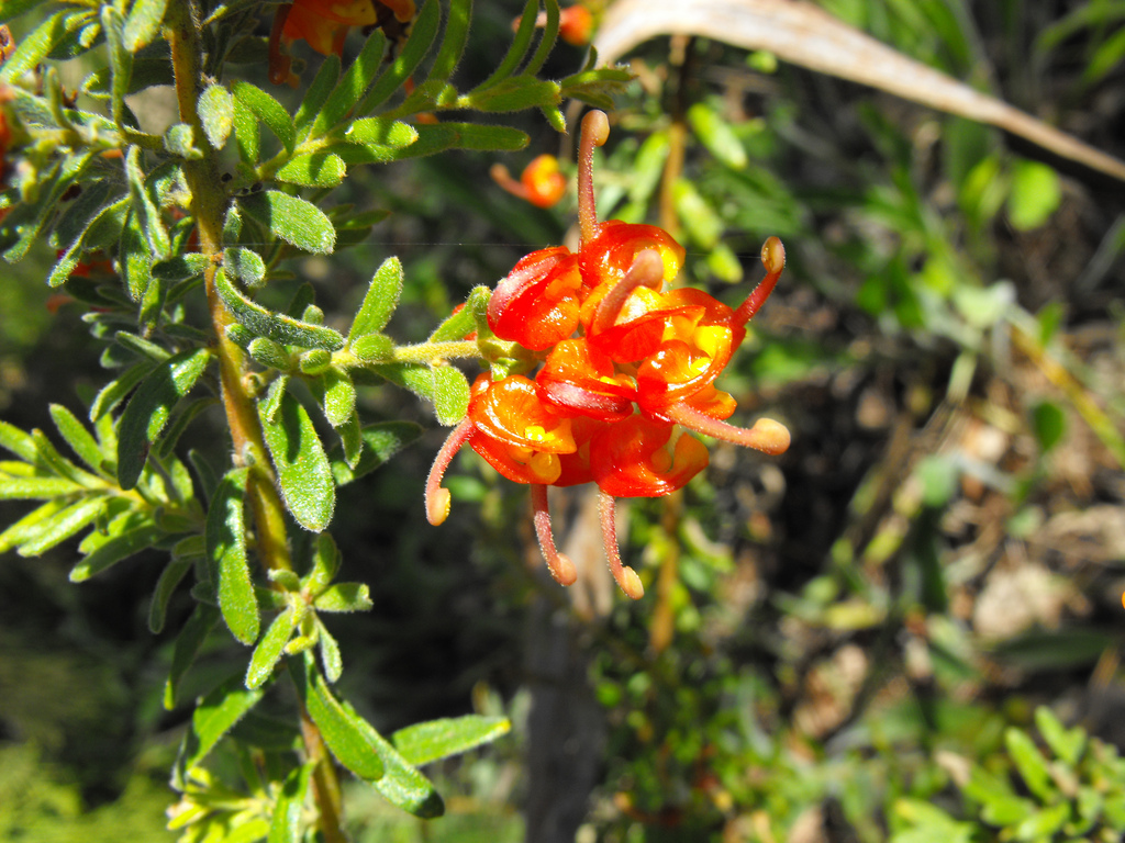 Goldfields Grevillea