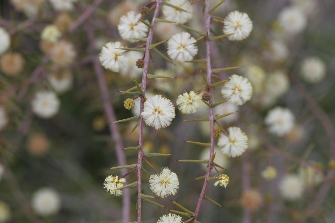 Acacia juniperina