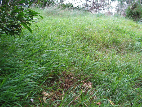 Weeping Grass