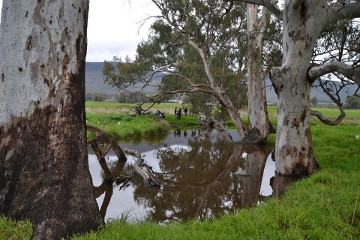 Revegetation